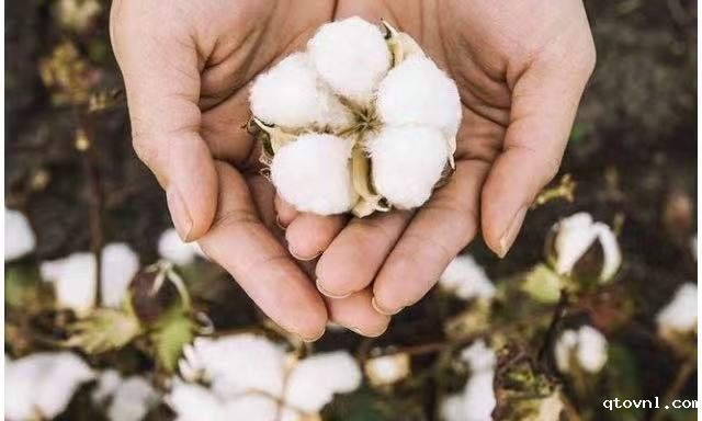 厦门纺织供应链展|有棉的舒适性、涤纶的强度，还有真丝般的柔滑触感-有机棉天丝纱