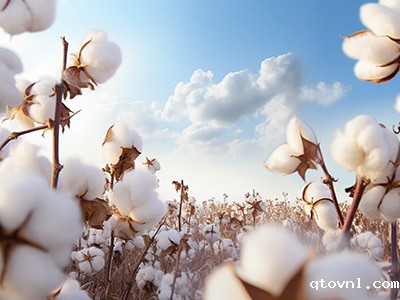 2025betway精装版下载 | 中国棉花市场周报 （2024年7月15-19日）国内棉花供需宽松，国际市场供应充裕