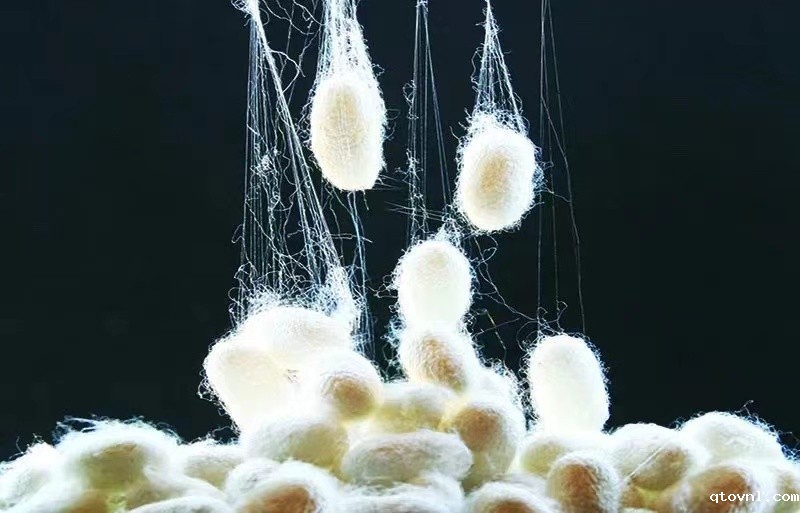 2025betway精装版下载|“天丝”、“铜氨丝”与“真丝”的特点和区别