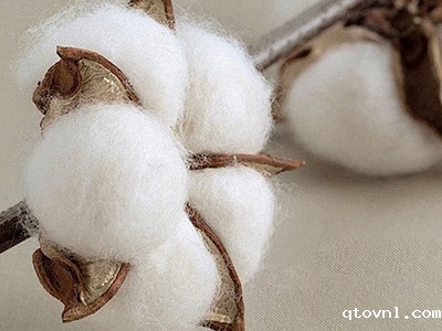 必威biwei | 今日纺织需求不足 棉价承压下行